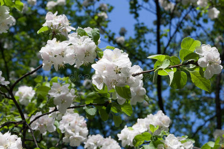 苹果树枝白花晴天