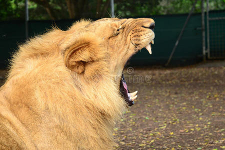 狮子吼狮子吼狮子狮子吼狮子吼一男性的狮子吼叫声狮子吼狮子狮子吼