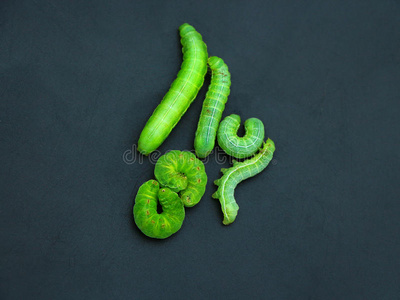 rreen绿色毛毛虫照片