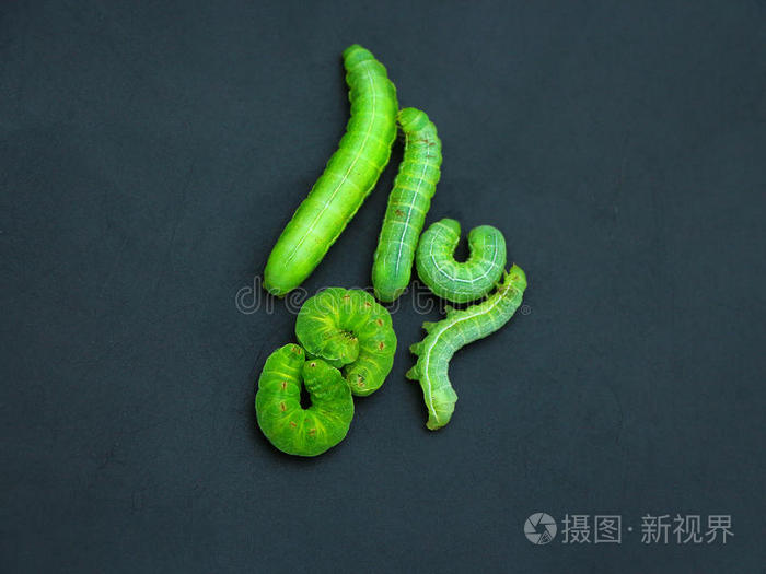绿色毛毛虫