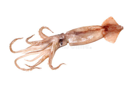 活鱿鱼图片