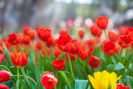 美丽的郁金香花