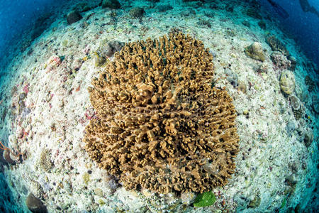 射线 美丽的 生活 通气管 暗礁 打鼾 环礁 水族馆 深的