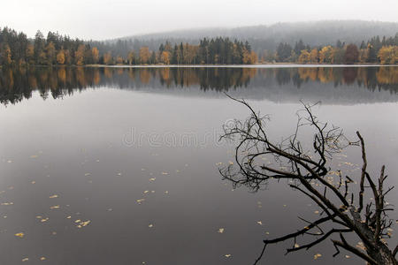 湖岸上的秋天森林