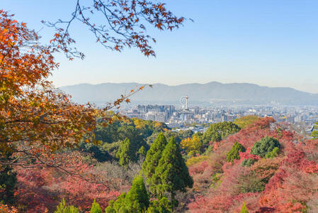 城市景观 建筑学 美女 日本 京都 德拉 季节 自然 秋天