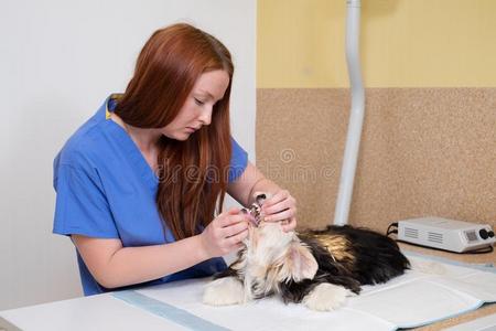 哺乳动物 病人 滴下 动物 照顾 犬科动物 医学 牙医 医疗保健