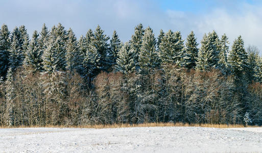 白霜 公司 冷冰冰的 森林 全景图 圣诞节 美丽的 环境