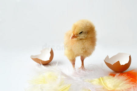 复活节小鸡，蛋壳和羽毛