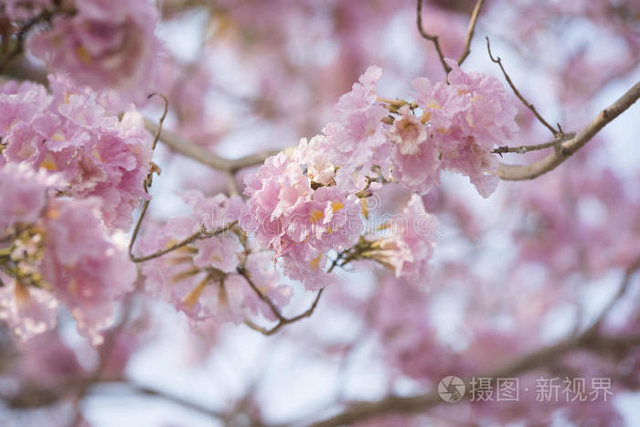 环境 洋红色 早晨 美丽的 开花 公园 草坪 植物区系 日光