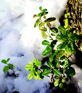 越莓灌木在雪地里发芽