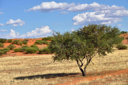 草地 阿拉伯树胶 公园 沙丘 天空 自然 非洲 沙漠 南方