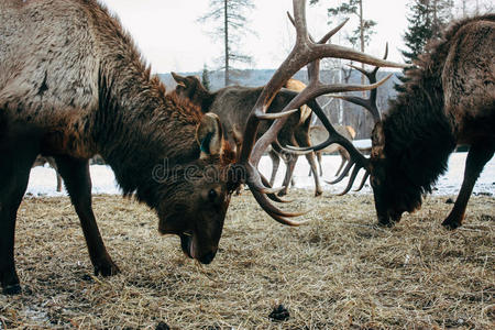 季节 马拉尔 奖杯 兽群 动物 干草 自然 打猎 怀特 站立