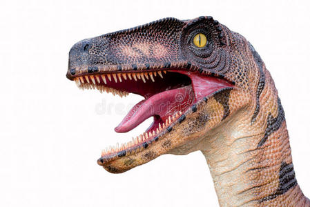 恐龙头图片