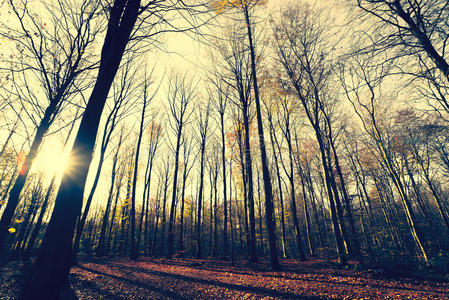 射线 幻想 公园 森林 早晨 朦胧 薄雾 树叶 季节 傍晚