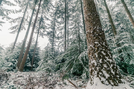 圣诞节 松木 寒冷的 风景 十二月 分支 冷杉 自然 斯堪的纳维亚