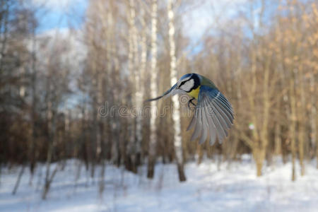 在冬天的森林里飞着蓝色的山雀