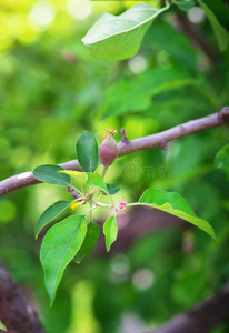 美味的 水果 分支 农业 花园 生长 农事 特写镜头 植物