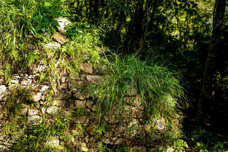 废墟 春天 秋天 土地 福尔斯特 岩石 石头 苔藓 自然