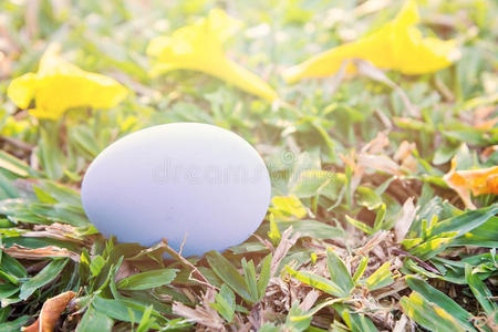 新鲜青草上的蓝色复活节彩蛋
