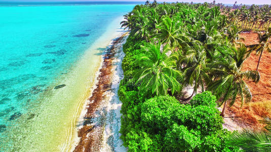 海岸 灌木丛 假日 椰子 求助 自然 海岸线 马尔代夫人