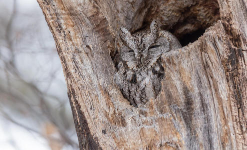 东方湾猫头鹰东方尖叫猫头鹰在它的巢照片