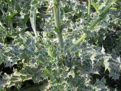 细条带刺的植物图片