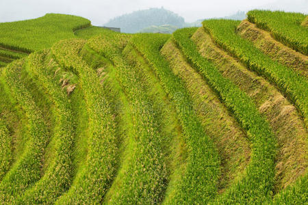 农田 地标 瓷器 小山 美丽的 中国人 亚洲 领域 植物