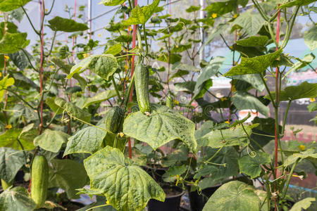 收获 花的 黄瓜 生长 成长 农场 开花 作物 食物 温室