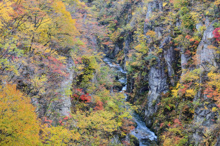 枫树 风景 小溪 公园 植物 颜色 迷人的 级联 宫城 秋天