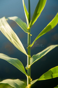 户外新鲜绿色植物