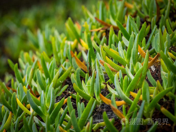 绿色的杜鹃花植物