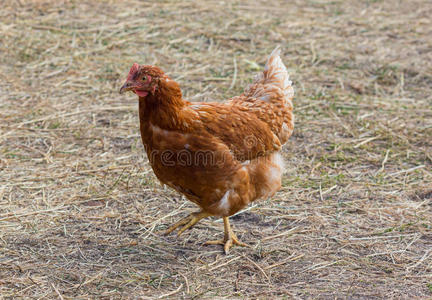 鸡在农场自由放牧