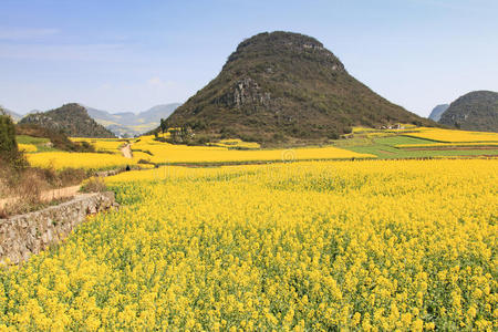 假日 养蜂人 农场 领域 自然 风景 全景图 蜜蜂 乡村