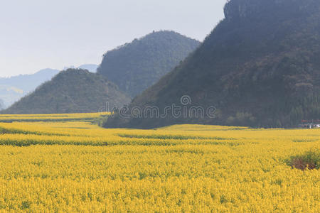 国家 蜂蜜 全景图 瓷器 领域 环境 风景 布依族 季节