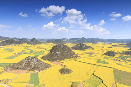 蜂巢 蜂蜜 季节 油菜 假日 瓷器 农场 全景图 环境 风景