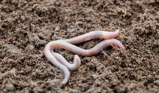 地龙图片-地龙素材-地龙插画-摄图新视界