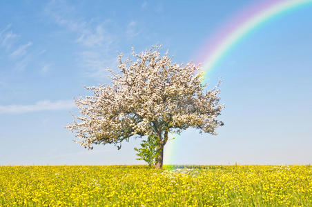 苹果树开花