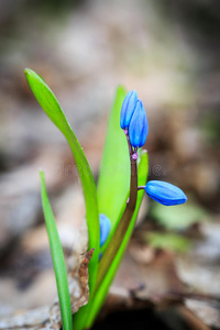 美丽的 森林 特写镜头 植物 春天 蓝铃 花瓣 美女 坐骨神经痛