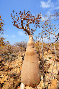 瓶子树和惊人的自然的索科特拉岛，也门