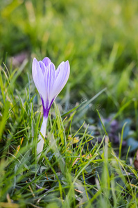 花瓣 花坛 颜色 紫色 美女 形象 新的 草地 春天 软的