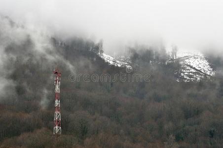 分支 神秘 薄雾 天气 林地 森林 落下 松木 公园 幻想