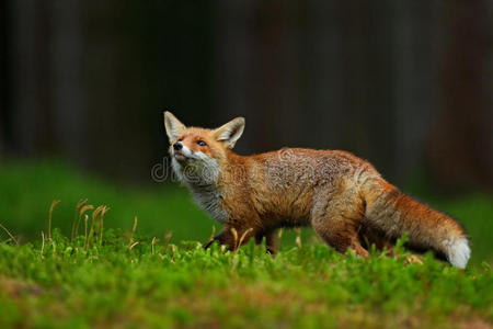 毛皮 法国 野兽 哺乳动物 行动 狐狸 肖像 眼睛 风景