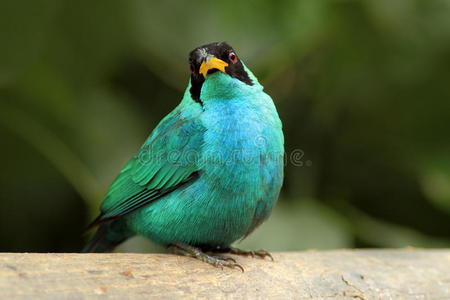 绿色蜜树，绿藻，外来热带孔雀石绿色和蓝色鸟形成哥斯达黎加