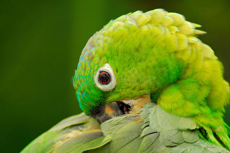 亚马逊 分支 墨西哥 羽毛 美丽的 可爱的 哥伦比亚 动物群