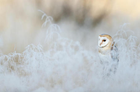 鸟仓猫头鹰，泰托阿尔巴，坐在雾凇白色的草地上，在冬天的朝阳下