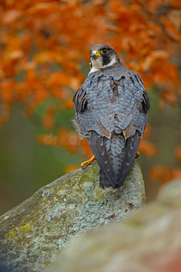 账单 猎人 游隼 动物 美丽的 秋天 捕食者 猎鹰 德国