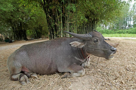亚洲水牛或BubalusBubalis