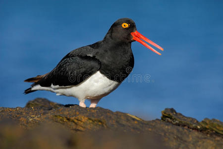 黑白鸟与红嘴，麦哲伦Oystercatcher，血白足，福克兰群岛