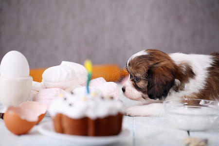狗嗅着蛋糕