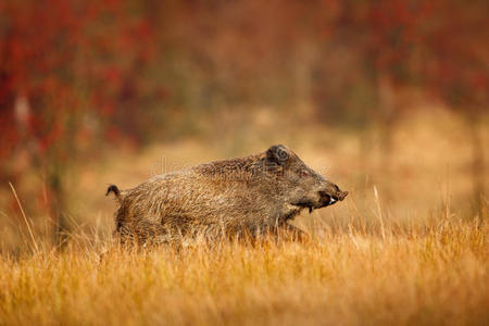 大野猪，苏斯克罗法，在草地上奔跑，背景是红色的秋天森林